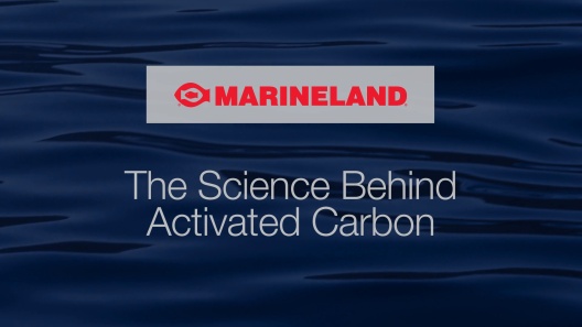 Play Video: Learn More About Marineland From Our Team of Experts