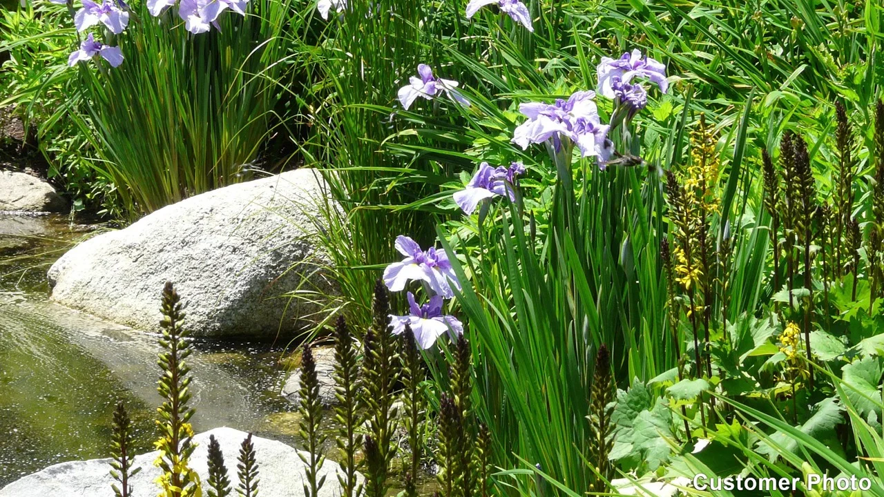 Image of Ferns and Siberian irises