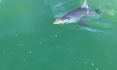 Shark 