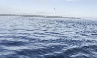 Puget Sound Report Video 1