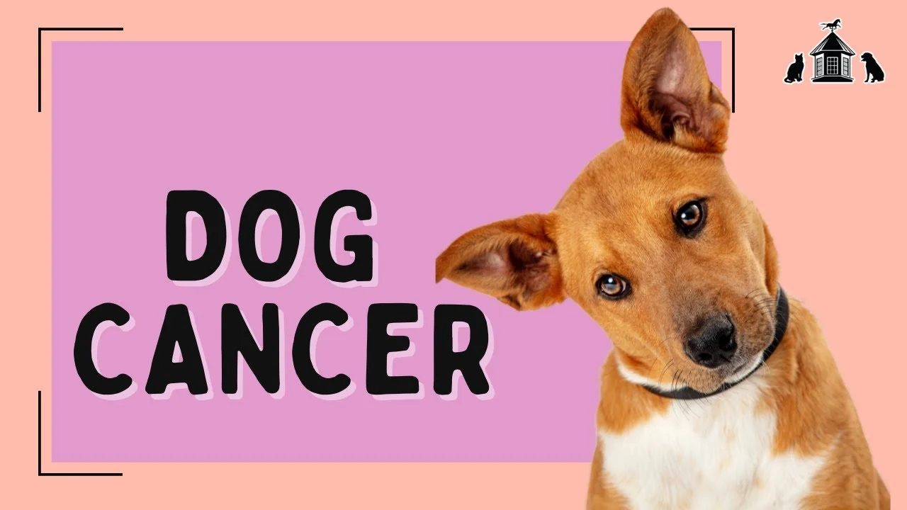 do dogs know if they have cancer