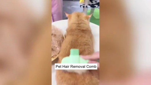 Lovely Caves Cat Steam Grooming Brush