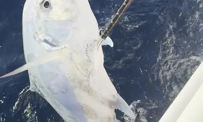 Englewood Report Video 0