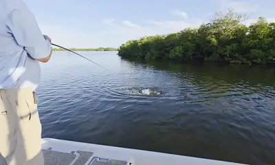 Homosassa Verslag Video 0