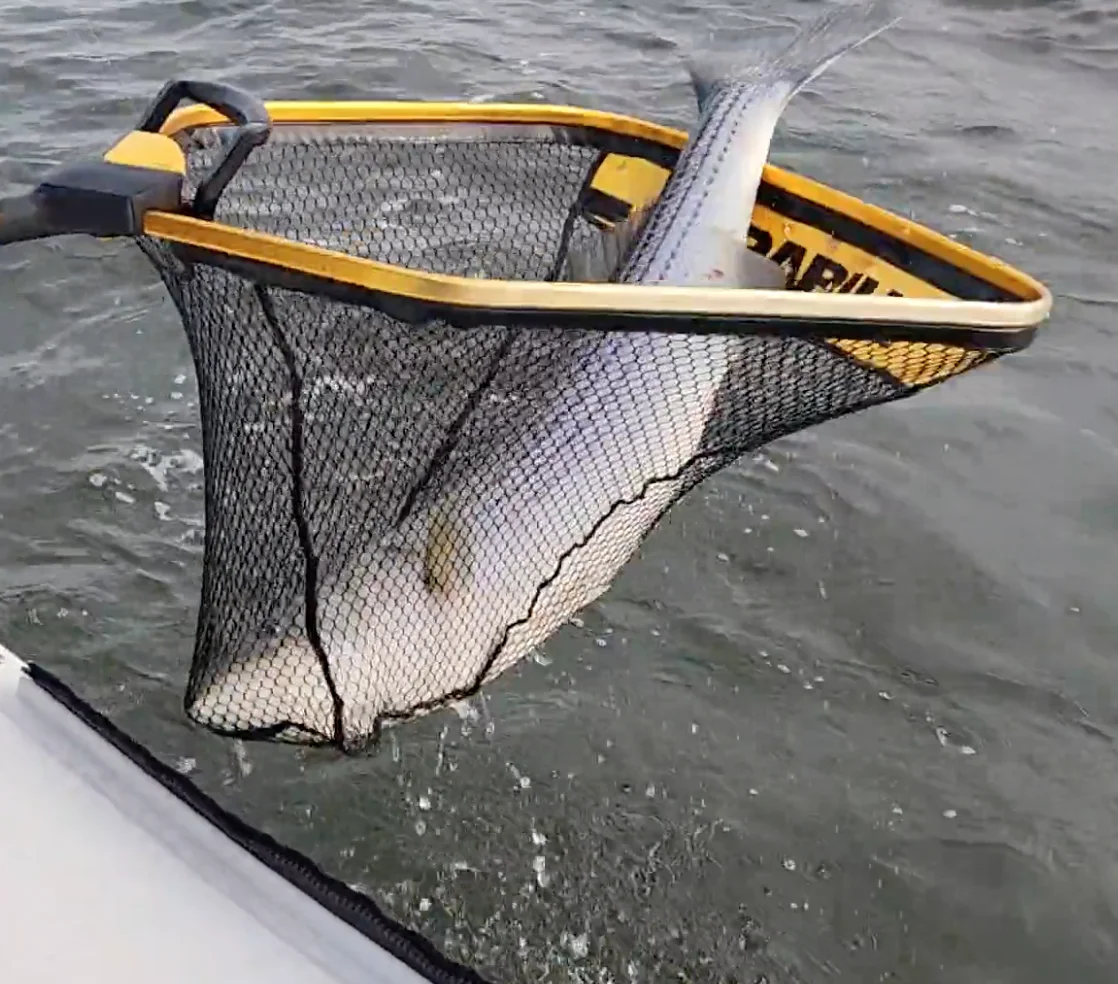 Business Card: Stella Charters Light Tackle Guide