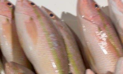 Key West Report Video 0