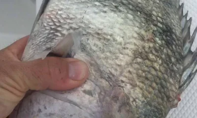 Sarasota Report Video 0