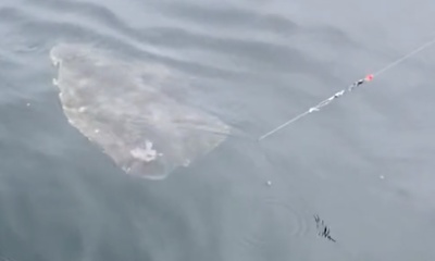 Santa Cruz Report Video 0