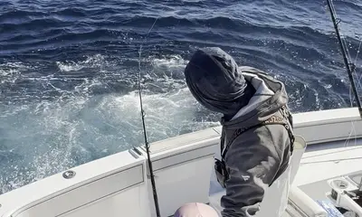 Sailfish sailfish sailfish 