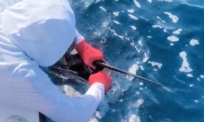 Osa Peninsula Report Video 1