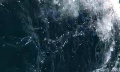 Assawoman Bay Report Video 1