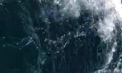Ocean City Report Video 0