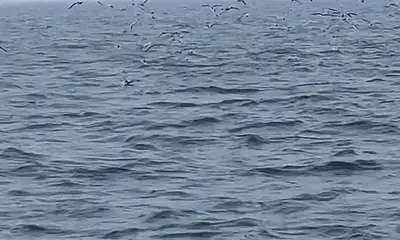 Chatham Report Video 0