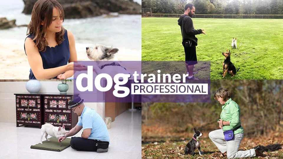 Animal Physiotherapy Training Course Online — Courses For Success
