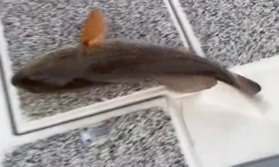 Tampa Report Video 0