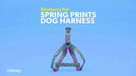 Play Video: Learn More About Blueberry Pet From Our Team of Experts
