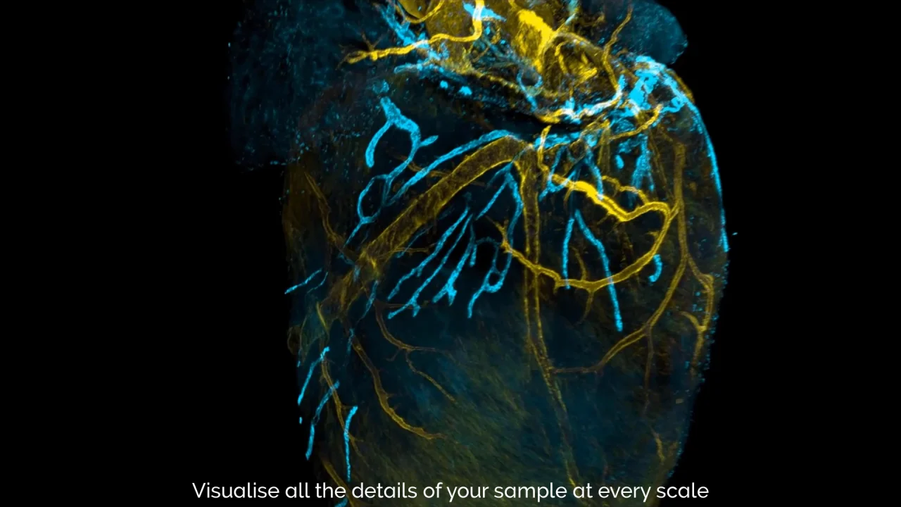 【顕微鏡による拡大写真有り】MTG ドイツ語 Tropical  顕微鏡による拡大写真有り】MTG ドイツ語 Tropical 顕微鏡による