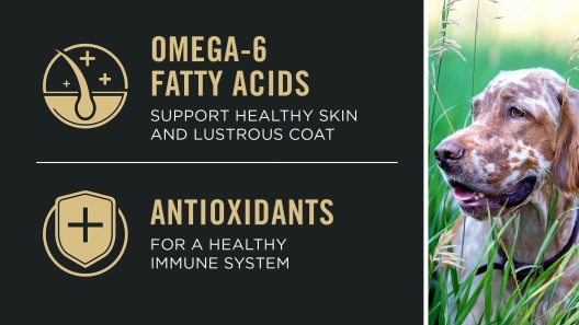 Purina Pro Plan Sensitive Skin & Stomach Adult with Probiotics Turkey & Oat Meal formula High Protein Dry Dog Food