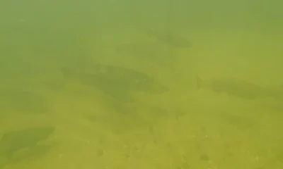 Newaygo Report Video 0