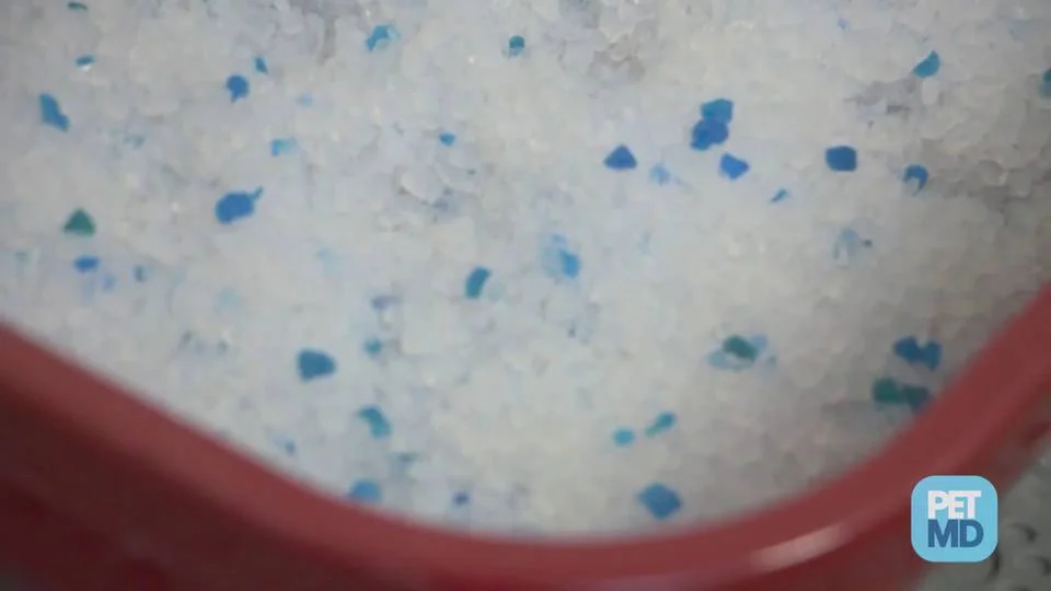 Training Kittens to Use the Litter Box