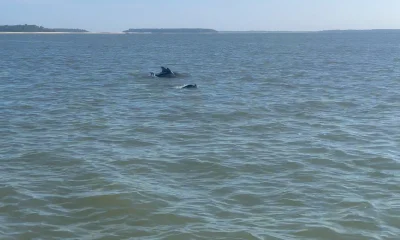 Hilton Head Island Report Video 0
