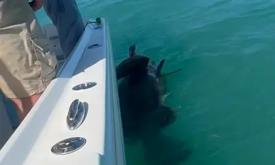 Captain Ryan delivered !!!