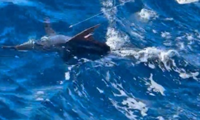 Ensenada Report Video 3