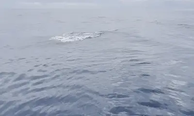 Golfo Dulce Report Video 3