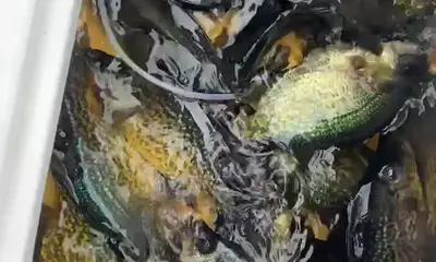 Clewiston Report Video 4