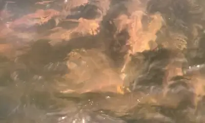 Norfolk Report Video 0