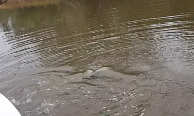 Lafitte Report Video 0