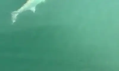 Clearwater Report Video 1