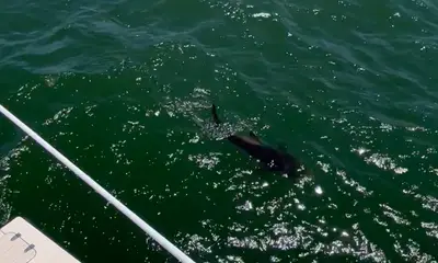 Gloucester Point Report Video 2