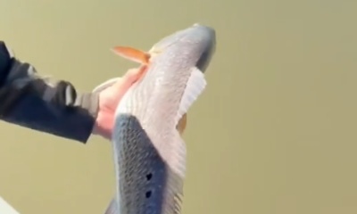 2 days chasing reds with Cam