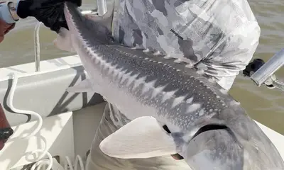 Berkeley Report Video 0