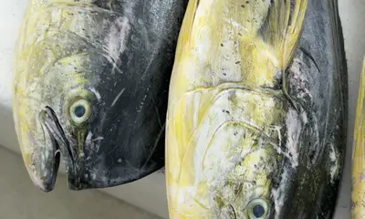 Mahi mahi for dinner