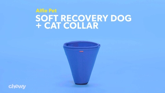 Play Video: Learn More About Alfie Pet From Our Team of Experts