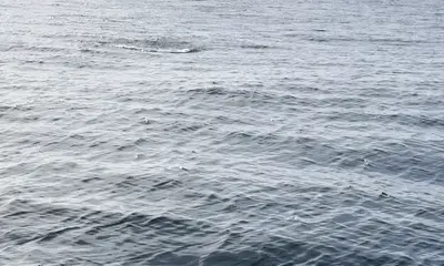 Great day! Beautiful weather! Fantastic, friendly, knowlegable Captain and Mate!