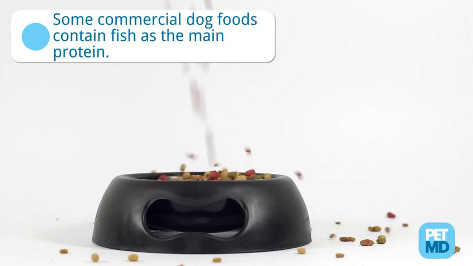 safe fish for dogs