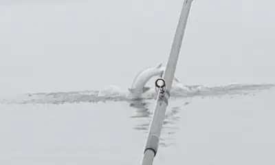 18 Sturgeon and an Incredible Captain