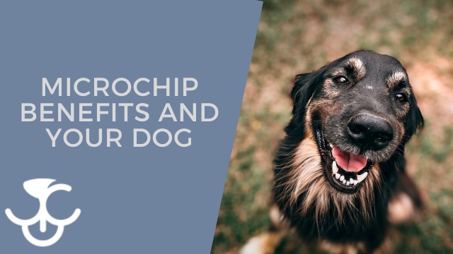 do microchips in dogs have gps