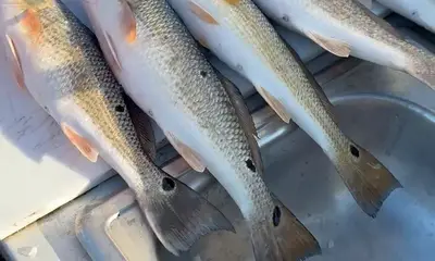 Gulf of Mexico Report Video 2