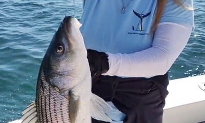 Montauk Report Video 0