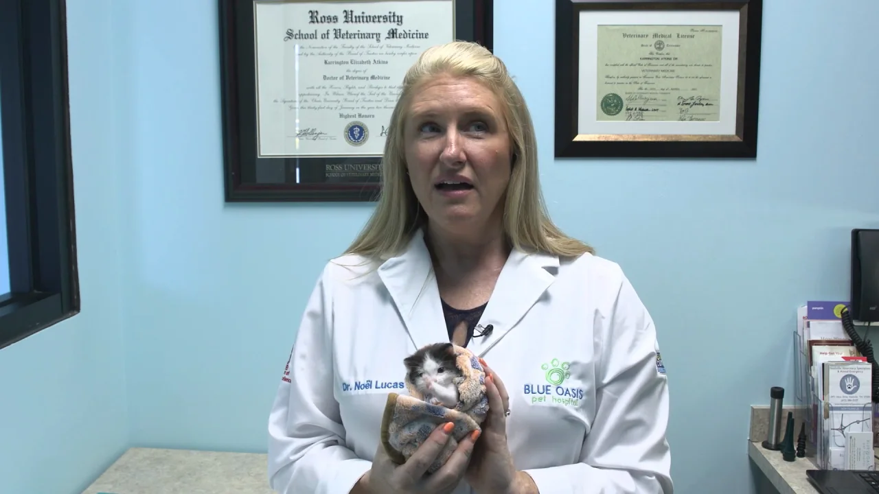 How to Take Care of Your Kitten Videos: Essential Tips & Tricks
