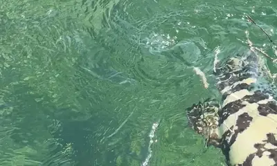 Stock Island Report Video 2