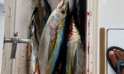 Cabo San Lucas Report Video 2