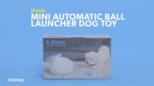 Corgi Learns to use iFETCH Ball Launcher - BEST DOG TOY 