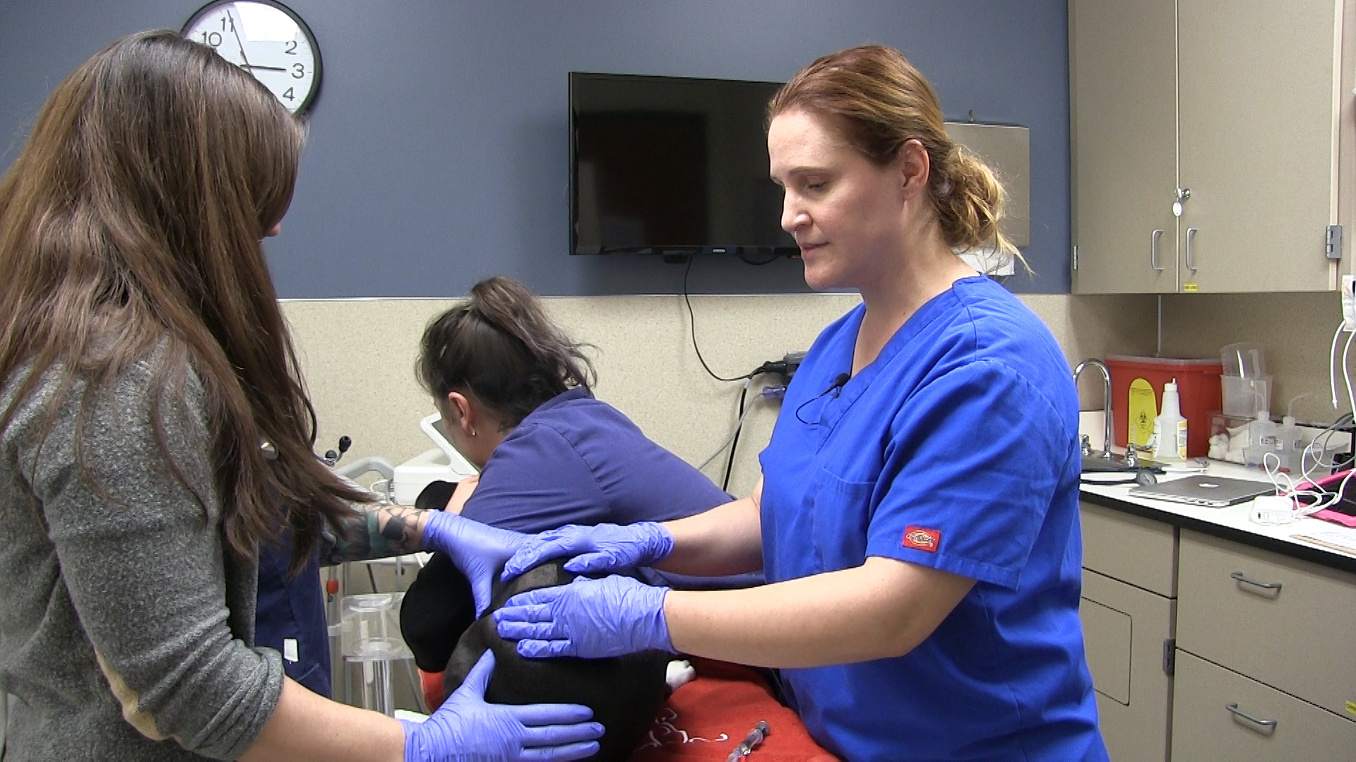 melarsomine treatment