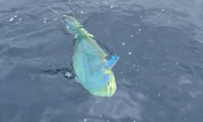 Puerto Jiménez Report Video 1