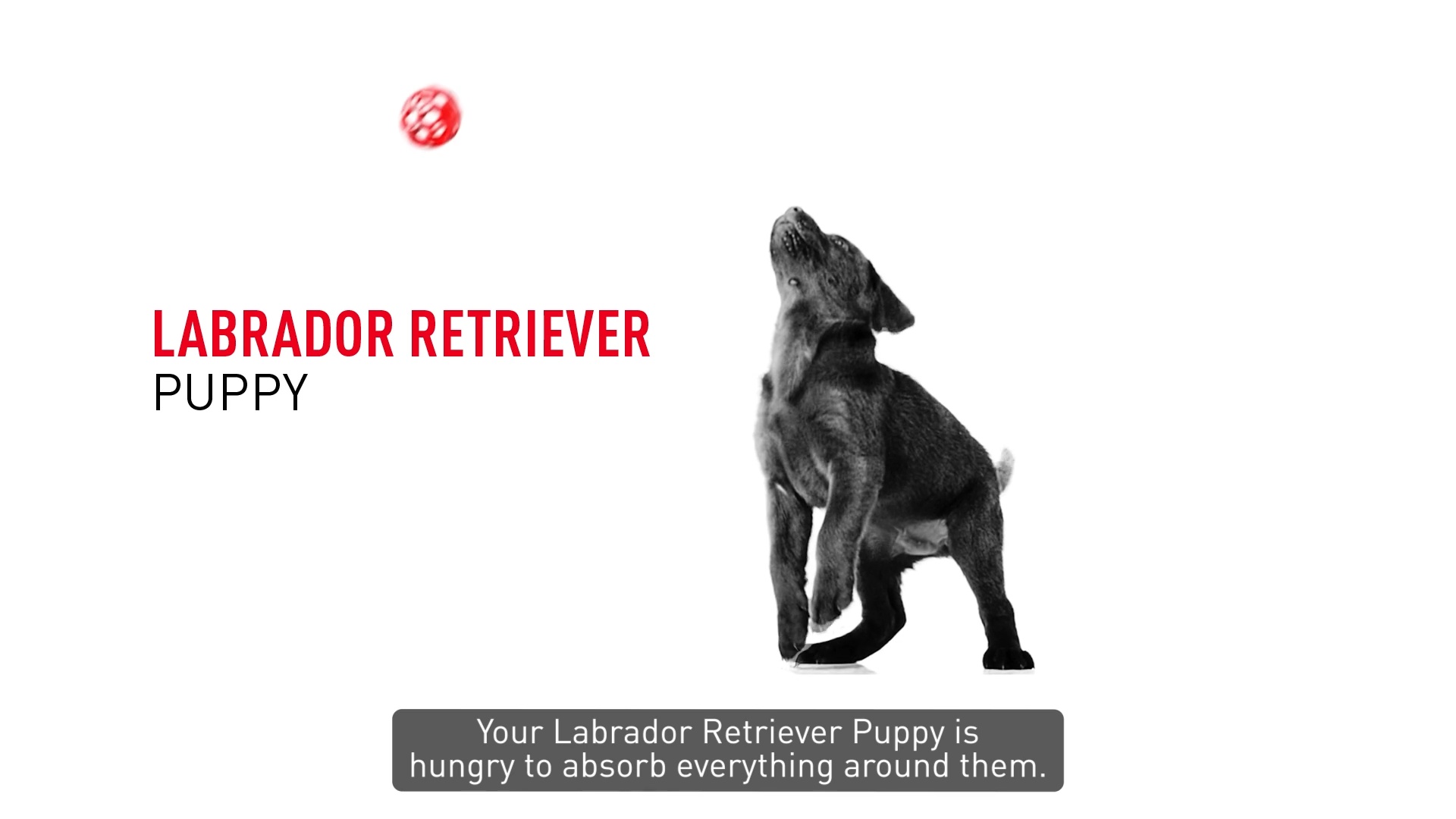 ROYAL CANIN Breed Health Nutrition Labrador Retriever Puppy Dry